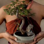 bonsai meditação