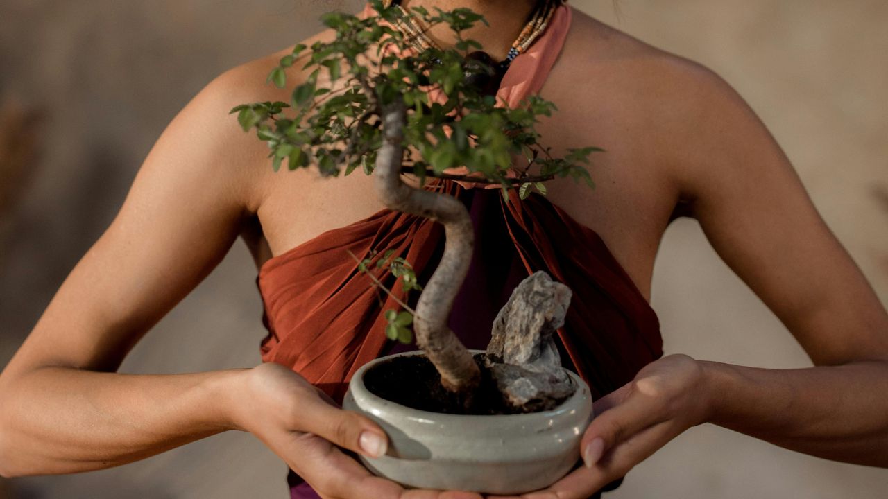 bonsai meditação