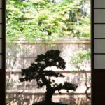 como cultivar planta bonsai em casa