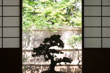 como cultivar planta bonsai em casa