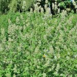 Bonsai de Árvores Medicinais para Ambientes Fechados