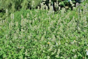 Bonsai de Árvores Medicinais para Ambientes Fechados