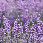 Bonsai de Lavanda