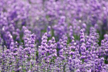 Bonsai de Lavanda