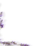 Bonsai de Lavanda Como Usar para Aromaterapia e Redução do Estresse