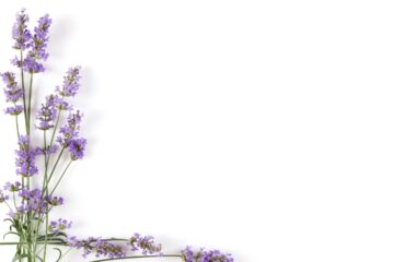 Bonsai de Lavanda Como Usar para Aromaterapia e Redução do Estresse