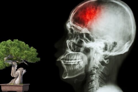 O Uso de Bonsai na Reabilitação de Pacientes Pós-AVC: Terapia Natural para Corpo e Mente