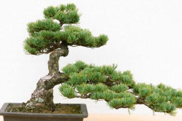 como cuidar de um bonsai