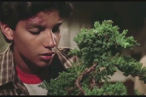 karate kid bonsai