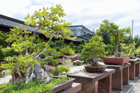 origem do bonsai