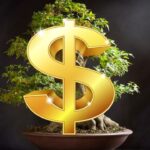 quanto custa um bonsai