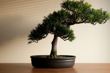 significado da planta