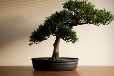 significado da planta