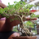 verdadeiro bonsai