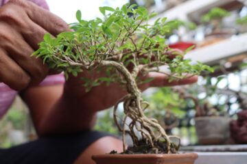 verdadeiro bonsai
