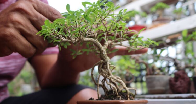 verdadeiro bonsai