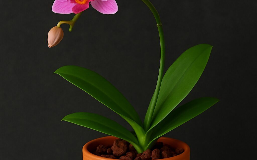 orquidea não dá flor