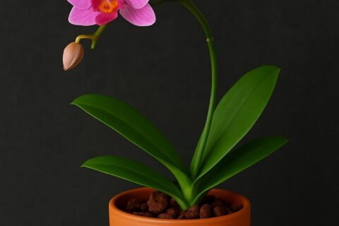 orquidea não dá flor