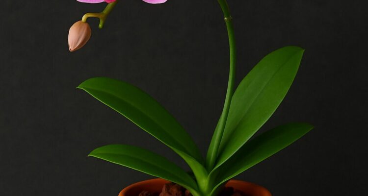 orquidea não dá flor