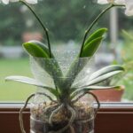 Cultivo de Orquídeas em Garrafa PET