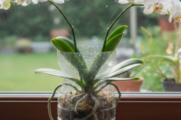 Cultivo de Orquídeas em Garrafa PET