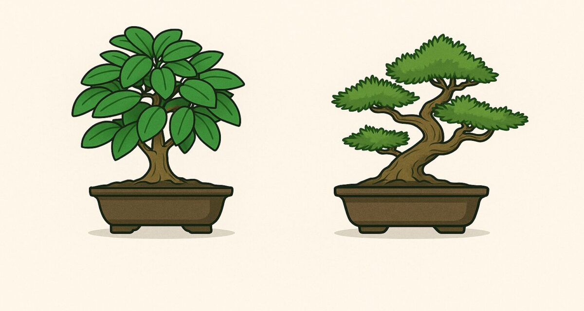 bonsai ficus x bonsai junipero
