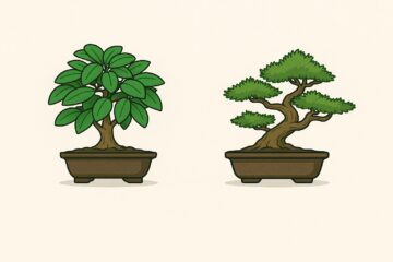 bonsai ficus x bonsai junipero