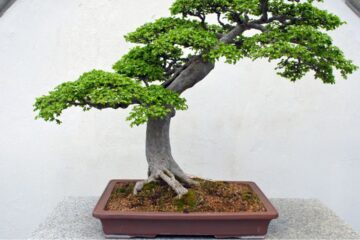 BONSAI EM AMBIENTES COM AR-CONDICIONADO