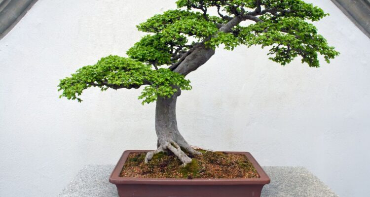 BONSAI EM AMBIENTES COM AR-CONDICIONADO