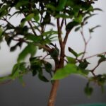 bonsai de frutíferas