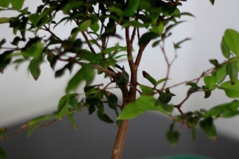 bonsai de frutíferas