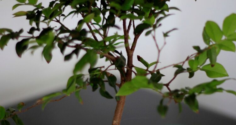 bonsai de frutíferas