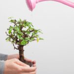 Como Transformar uma Muda Comum em um Bonsai Guia Completo Passo a Passo