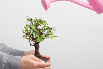 Como Transformar uma Muda Comum em um Bonsai Guia Completo Passo a Passo