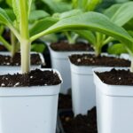 Descubra onde comprar mudas de plantas baratas com qualidade. Veja dicas de loja de plantas online, física e alternativas para economizar e cultivar mais!