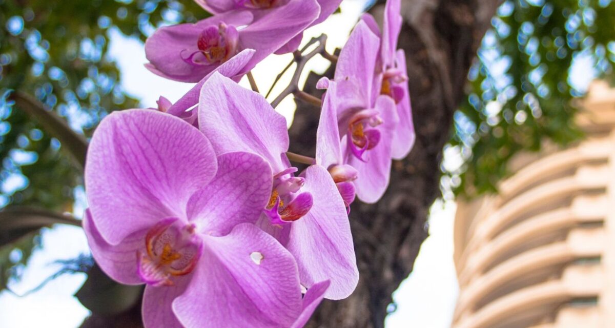 Orquídea no Toco ou no Vaso Qual Dá Mais Flor