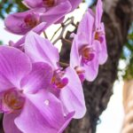 Orquídea no Toco ou no Vaso Qual Dá Mais Flor