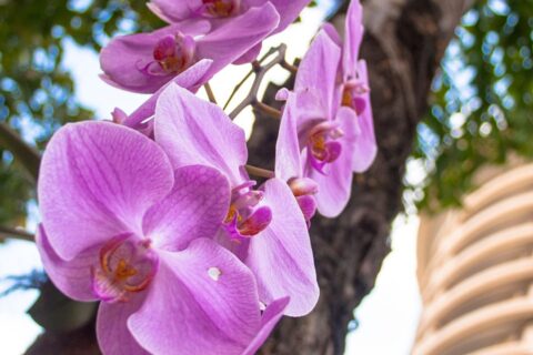 Orquídea no Toco ou no Vaso Qual Dá Mais Flor