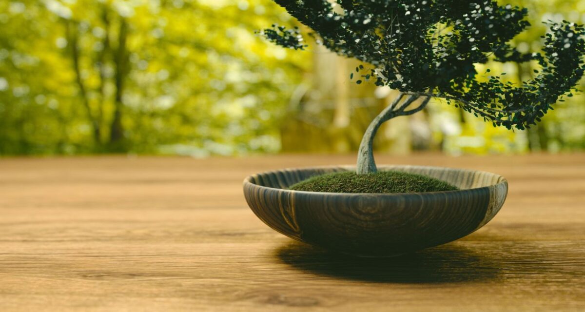 bonsai caseiro