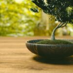 bonsai caseiro