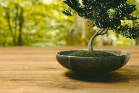 bonsai caseiro