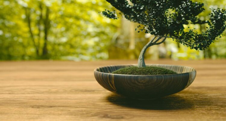 bonsai caseiro