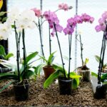 cultivo orquideas