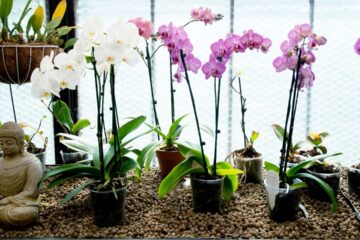 cultivo orquideas