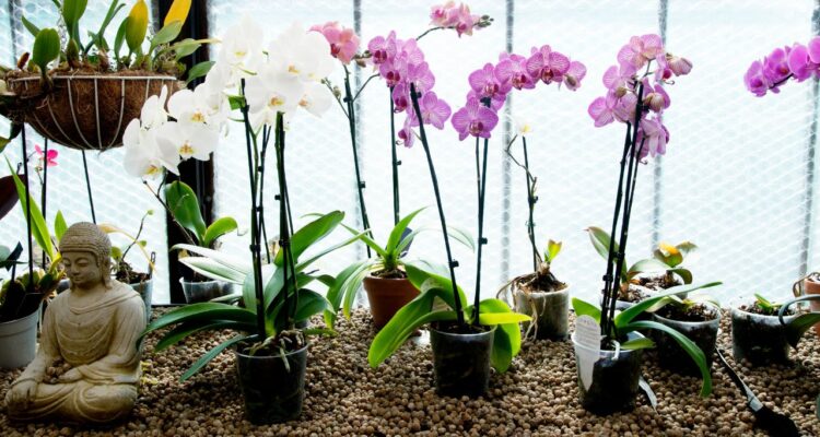 cultivo orquideas