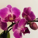 orquidea em dormência