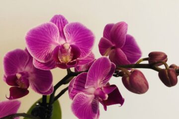 orquidea em dormência