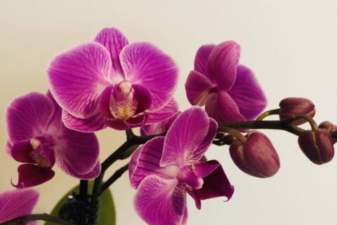 orquidea em dormência