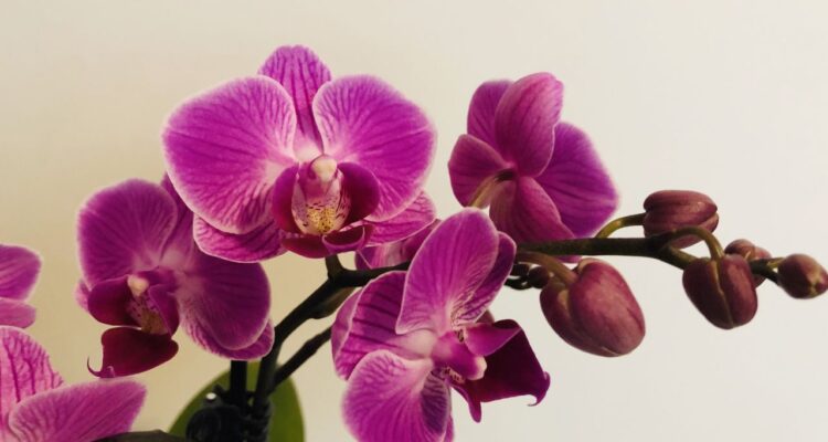 orquidea em dormência