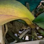 orquídeas folhas amarelas